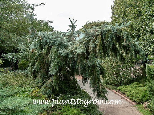 Weeping Blue Spruce (Picea pungens glauca)
A large mature plant.